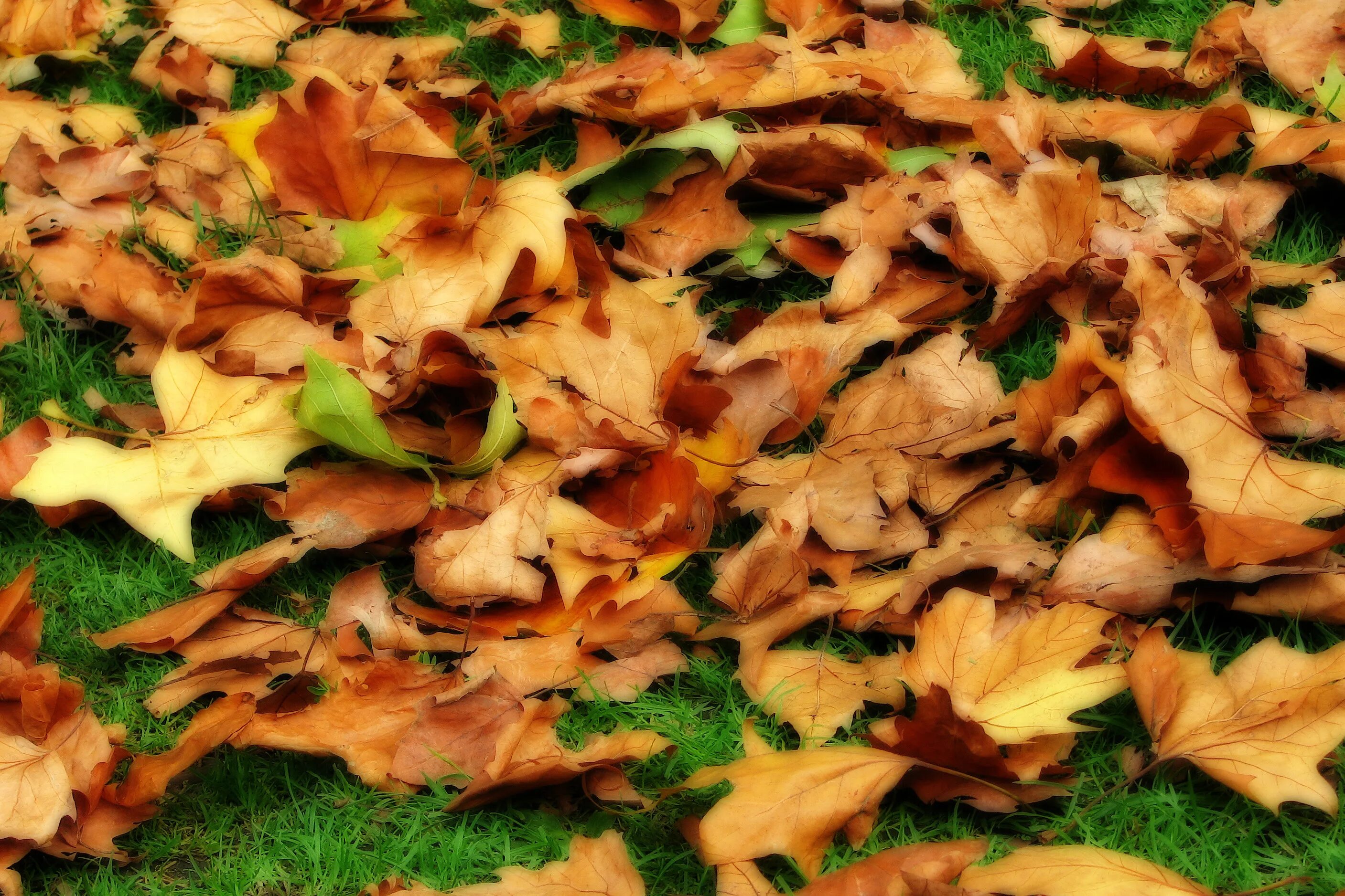 Листовой опад это. Маркес опавшая листва. Кленовый опад. Листовой опад. Куча осенних листьев.