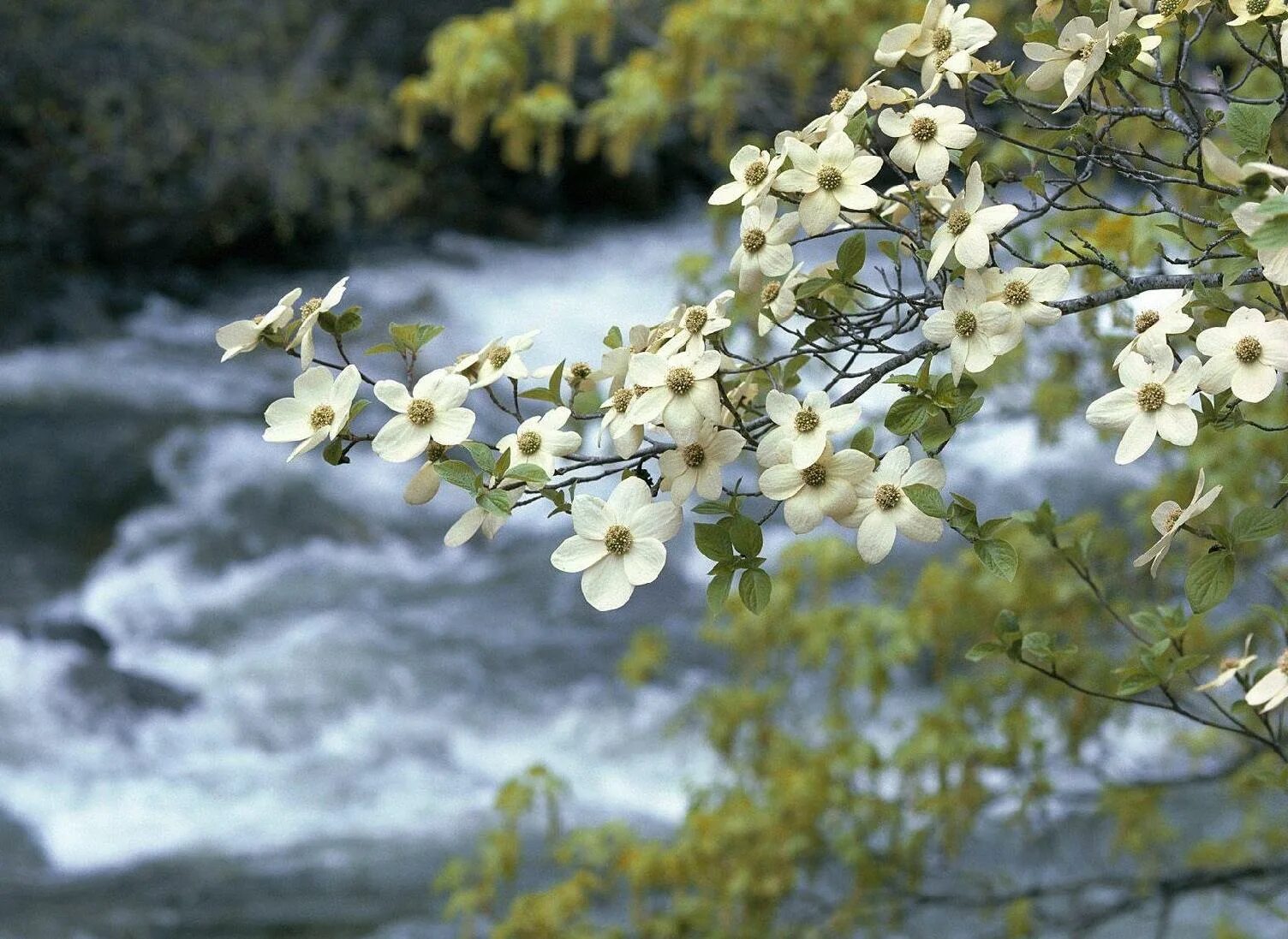 весна природа. весеннее озеро. в саду весеннем у реки мп3. весна соловей. сад весной.