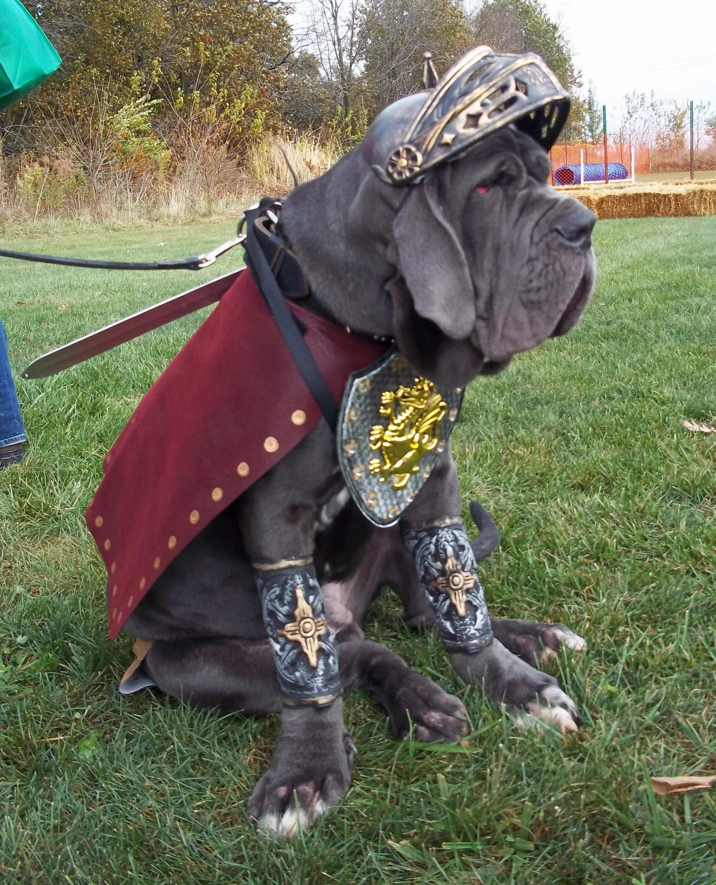 Доспех для собаки. Доспех для собаки. Фоллаут броня для собаки. Средневековая броня для собак. Собака в броне.