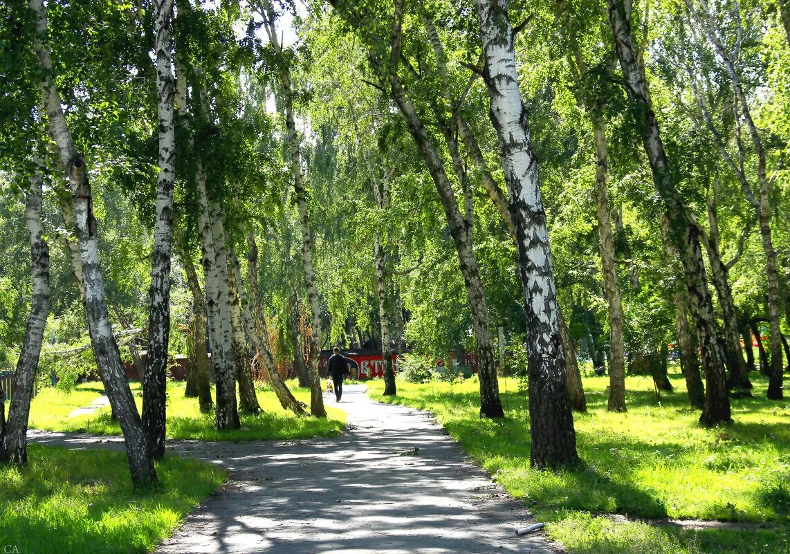 Площадка березовая роща. Площадка березовая роща