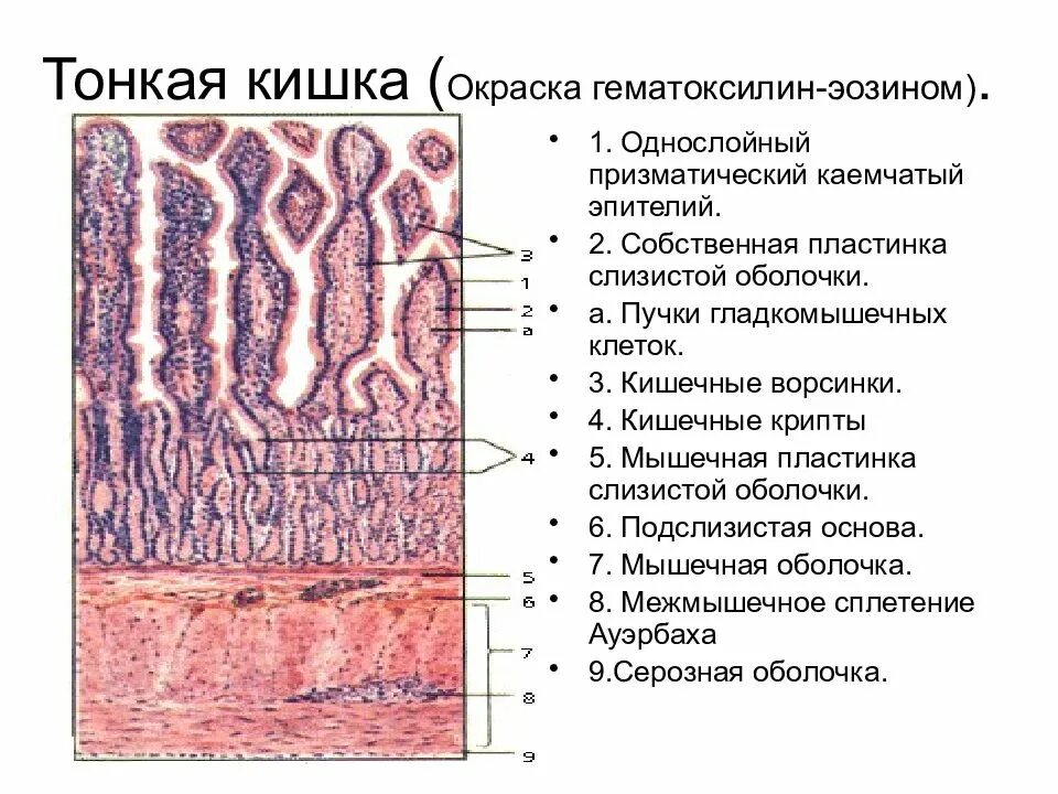 Эпителий 2 6. Однослойный призматический каемчатый эпителий тонкой кишки. однослойный столбчатый каемчатый эпителий. эпителий слизистой тонкого кишечника однослойный. каемчатые клетки однослойного призматического эпителия.