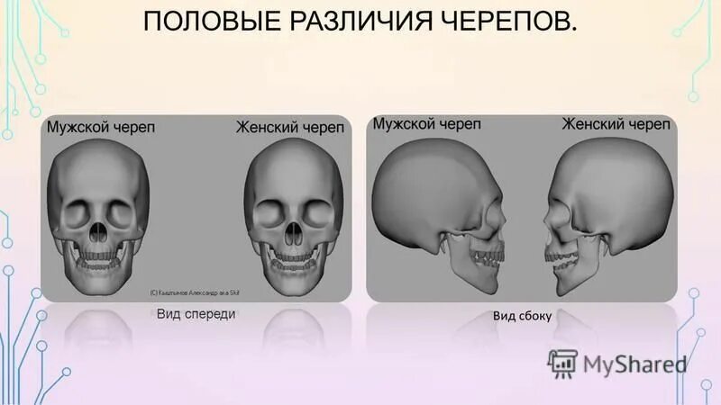 Различия в строении черепа. Половые различия черепа. Отличие мужского и женского черепа. Отличие черепа мужчины и женщины.