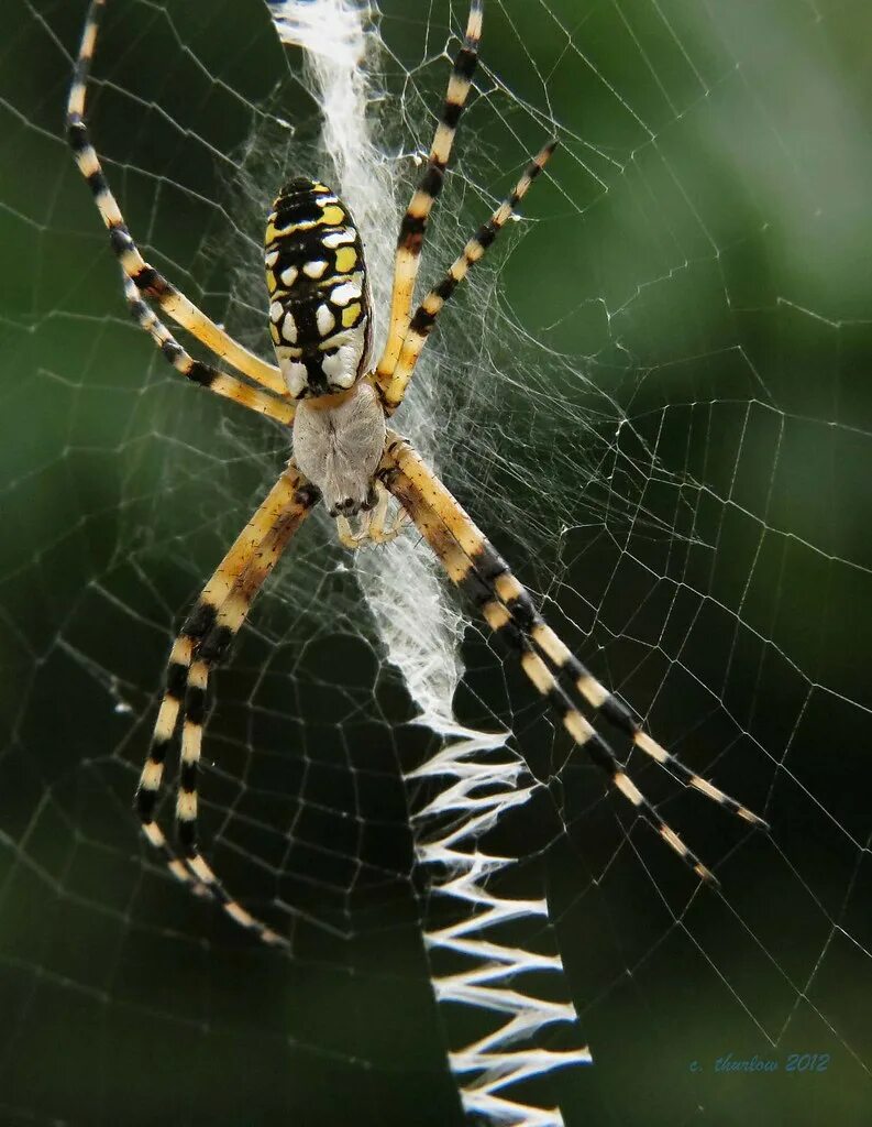 Down spiders. Паук крестовик Дальневосточный. Флоридский паук. Паук крестовик плетет паутину. Паук Аргиопа зигзаг паутина.