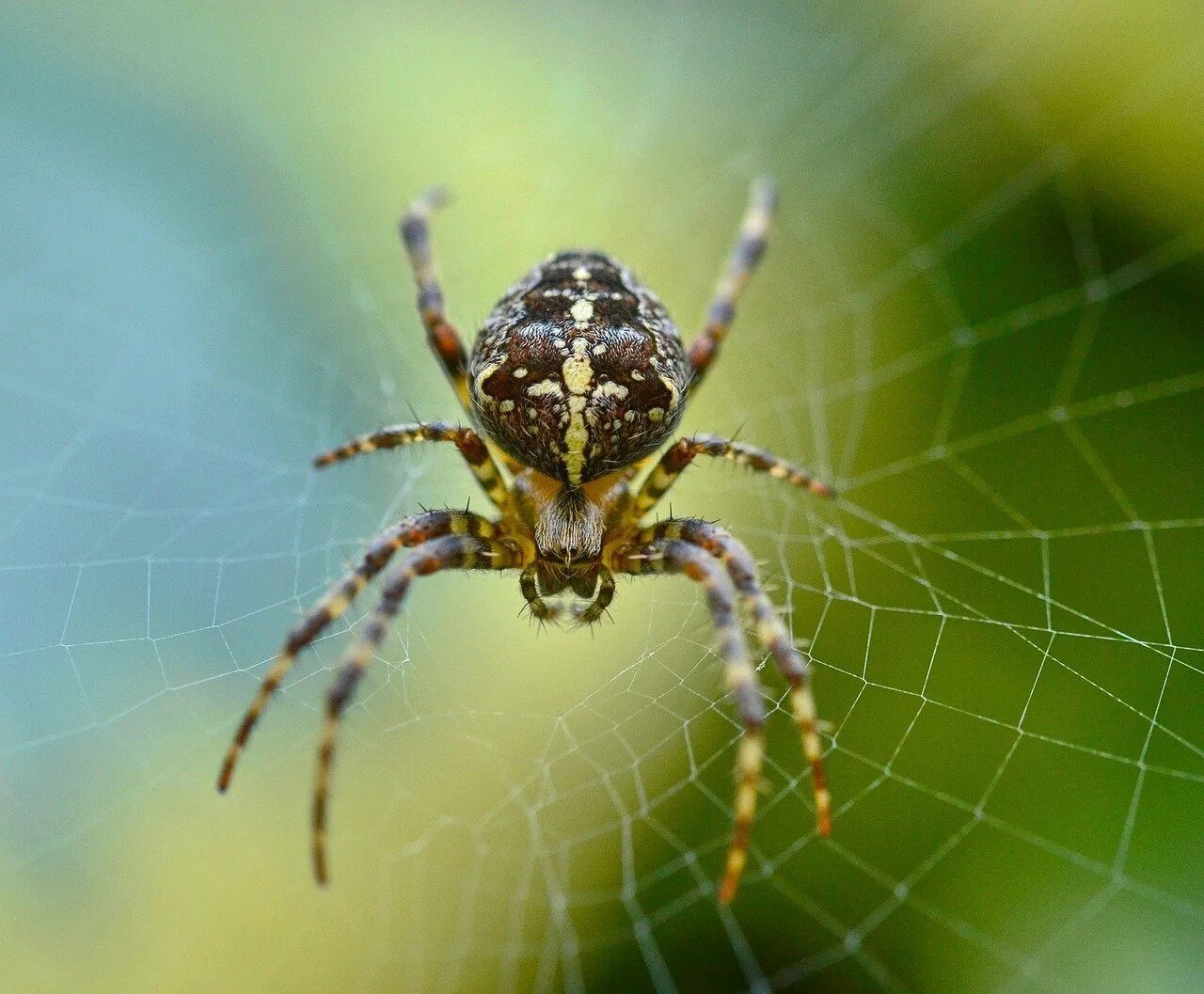 Паук крестовик является. Паук мизгирь крестовик. araneus diadematus - крестовик. araneus diadematus паук крестовик. паук крестовик зябкий.