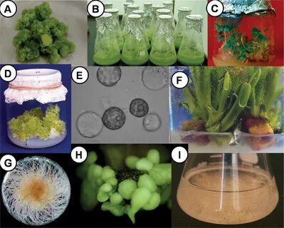 Plant tissue culture