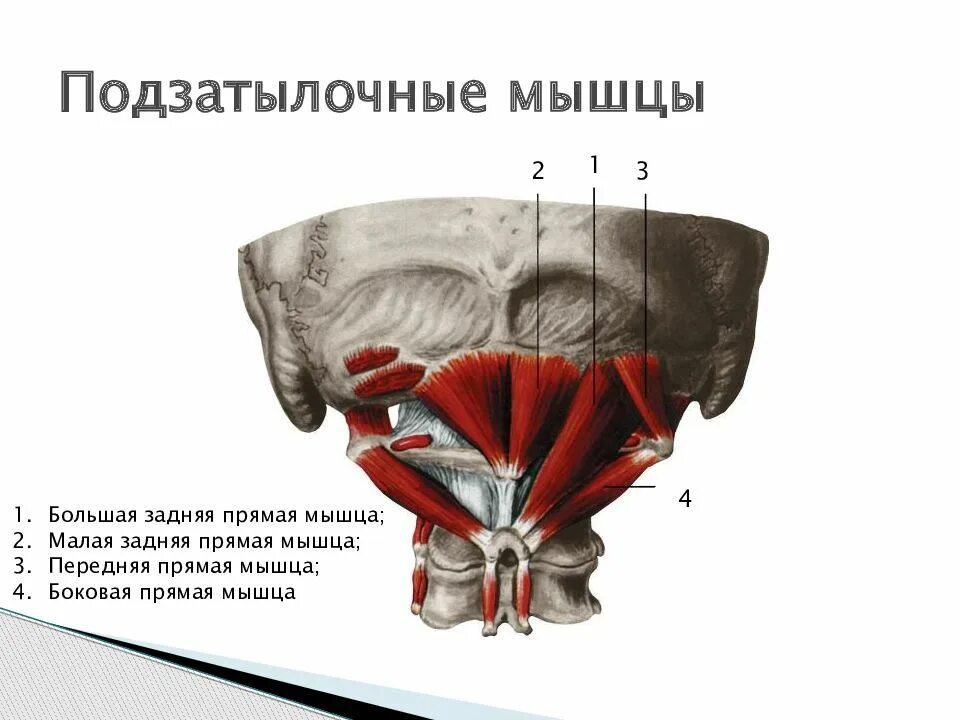 Задняя прямая мышца головы. Мышцы спины и подзатылочные мышцы. подзатылочные мышцы шеи анатомия. подзатылочные мышцы головы анатомия.