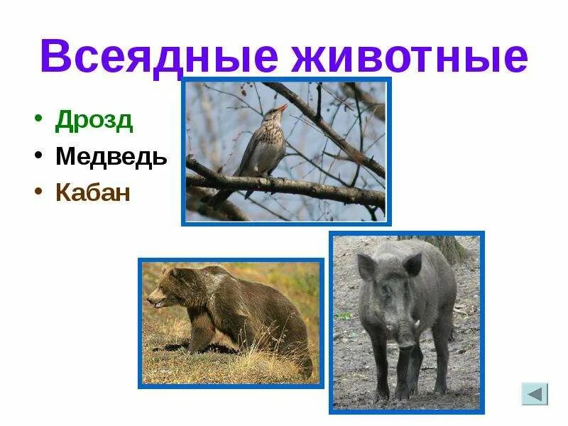 Всеядные животные список фото - PwCalc.ru