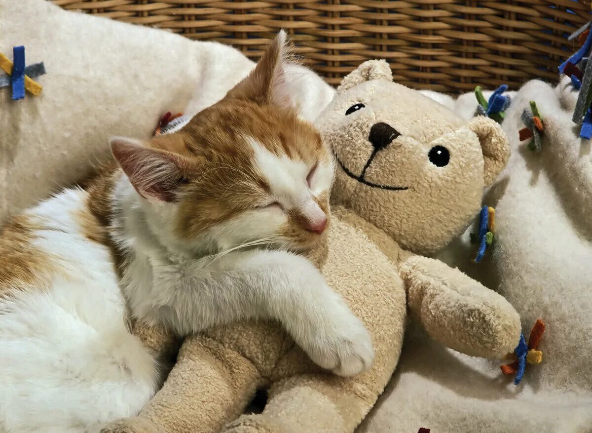 Игрушка котик. Игрушка для кошки. Игрушки для котиков. Игрушка котик. Игрушка для кошек и котят.
