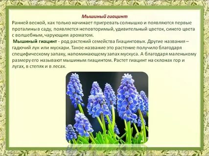Растения из красной книги ставропольского