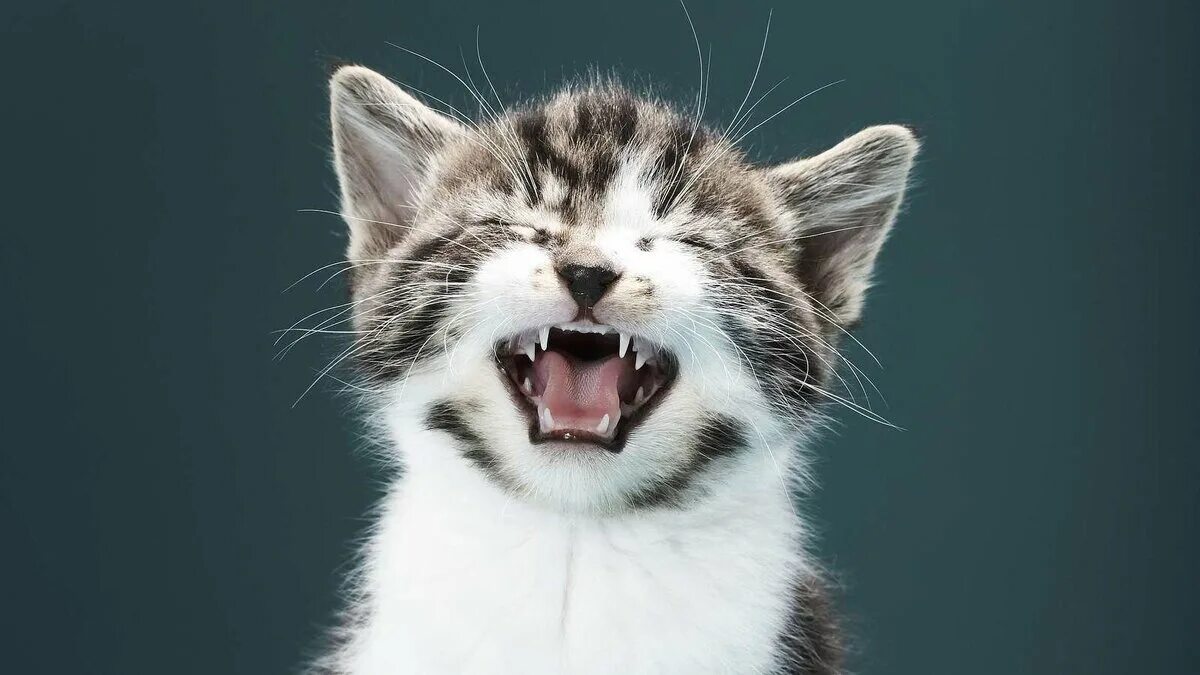 Звук кошку погромче. Кот мяукает. Кот смеется. Кричащий кот. Кот ржет.