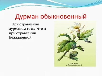Дурман обыкновенный отравление