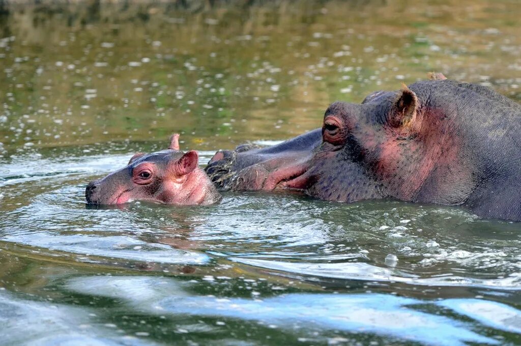 Бегемот в воде. Уникальная ванна hipopotam. Молоко бегемота.