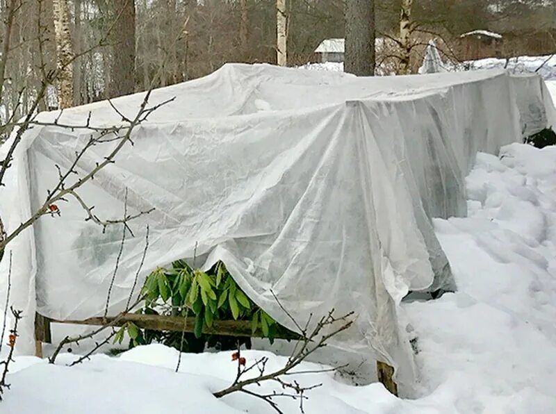 Требует укрытия на зиму