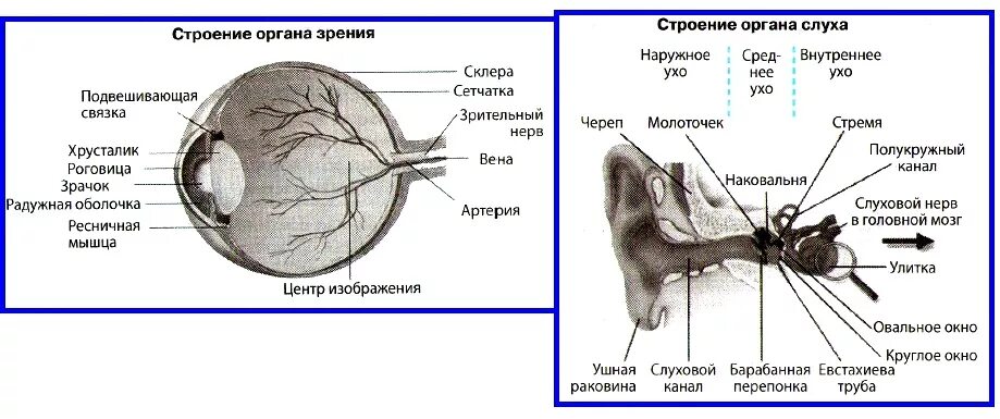 Строение орган слуха и зрения человека. Строение анализатора орган слуха зрения. Схема строения анализатора человека. Органы чувств человека строение и функции.