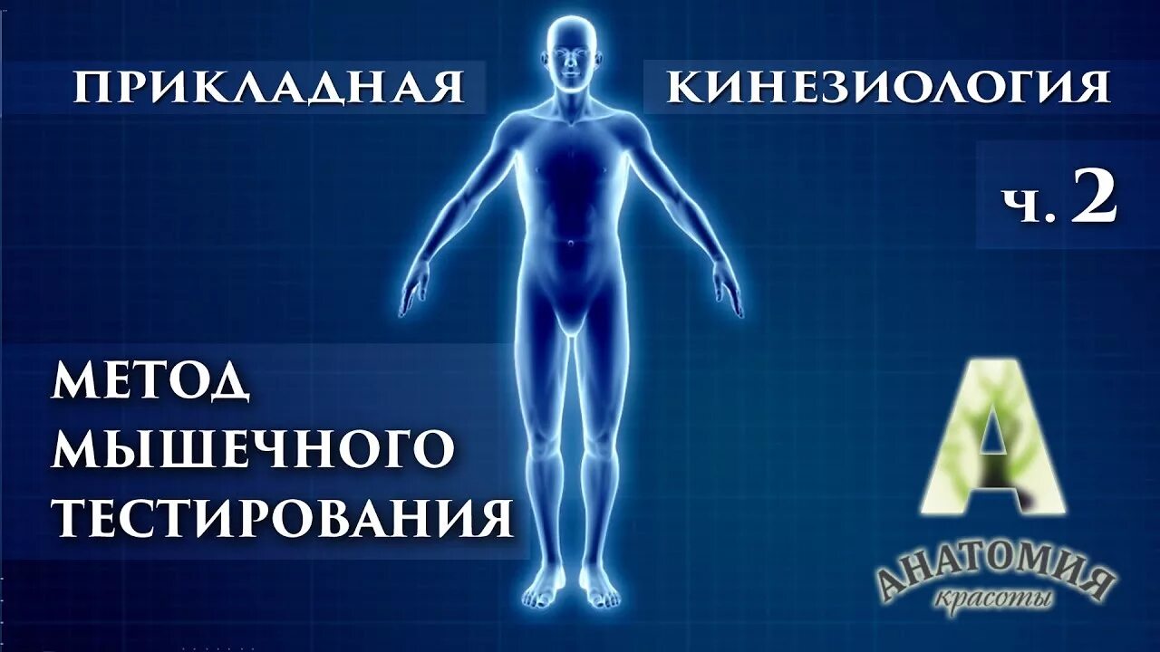 День кинезиолога. Прикладная кинезиология. Кинезиология мышечное тестирование. Антистрессовая кинезиология. Прикладная кинезиология мануальное мышечное тестирование.