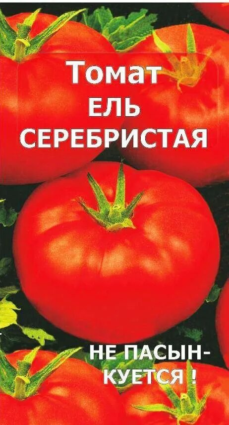 Томат серебристая ель. Томаты серебристая ель описание сорта фото. Сибирская ель томат. Томат серебряная ель. Томат серебристая ель белогорка.