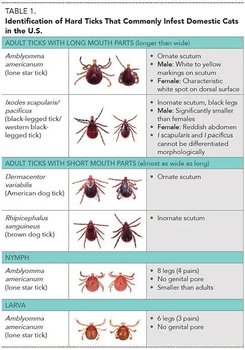Ticks java