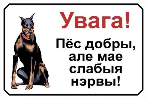 Собака без мата