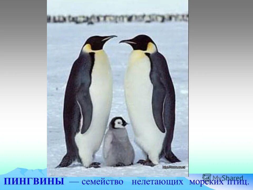 Пингвин какой это канал на телевизоре. Неволина екатерина как ни странно, пингвины это птицы. Как ни странно пингвины это птицы. Как ни странно пингвины это птицы. Пингвины это ласточки которые ели после 18 00.