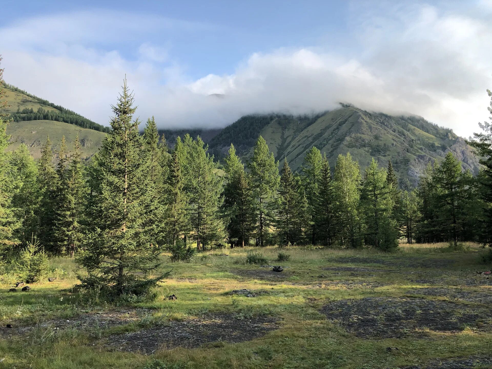 горная шория кедр. аршан тайга бурятия. хамар-дабан кедровая тайга. тайга бурятии кедрач. тайга бурятии гольцы.