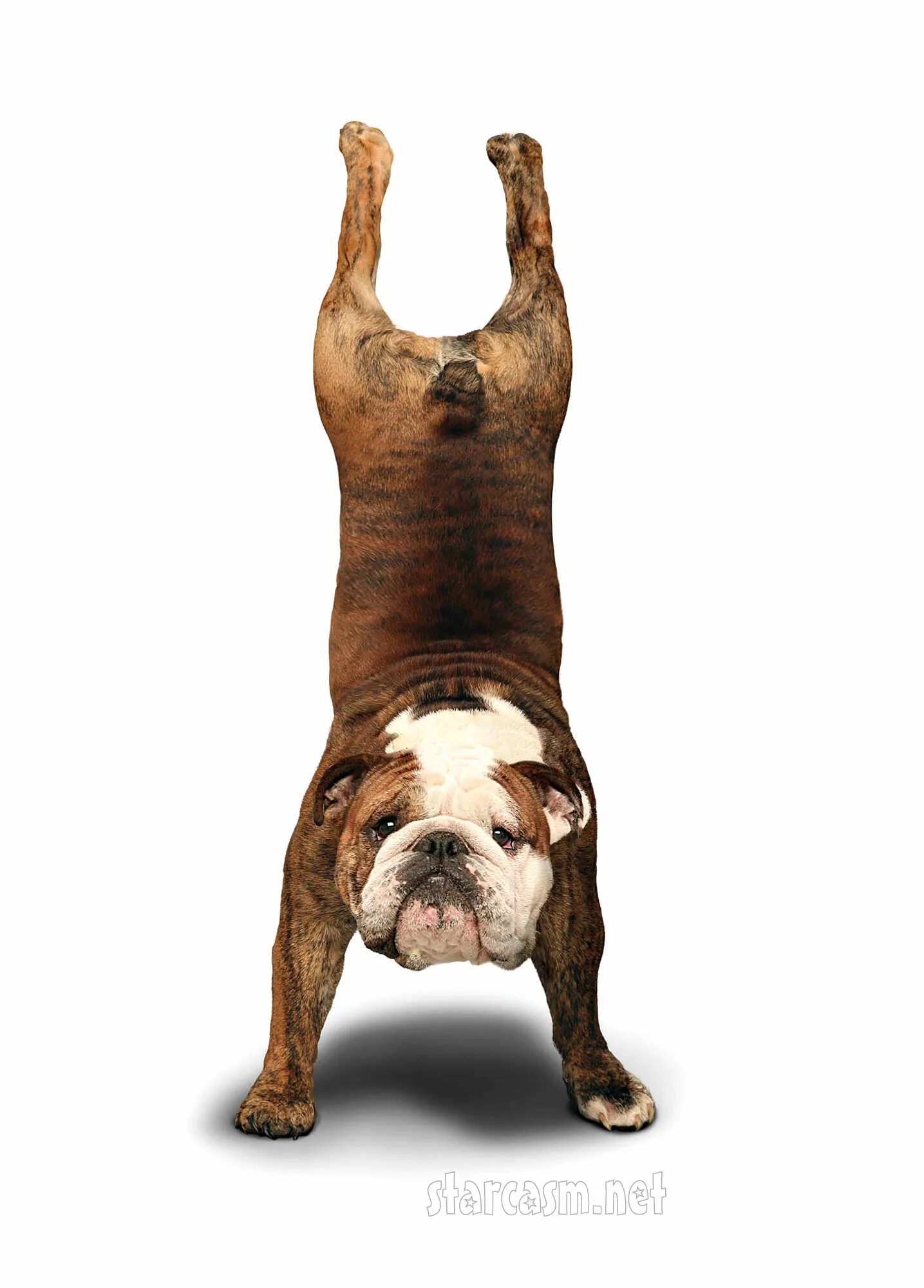 Собака йог. Лапа собаки. Собачка в позе йоги. Стоящая собака. Собака в стойке.