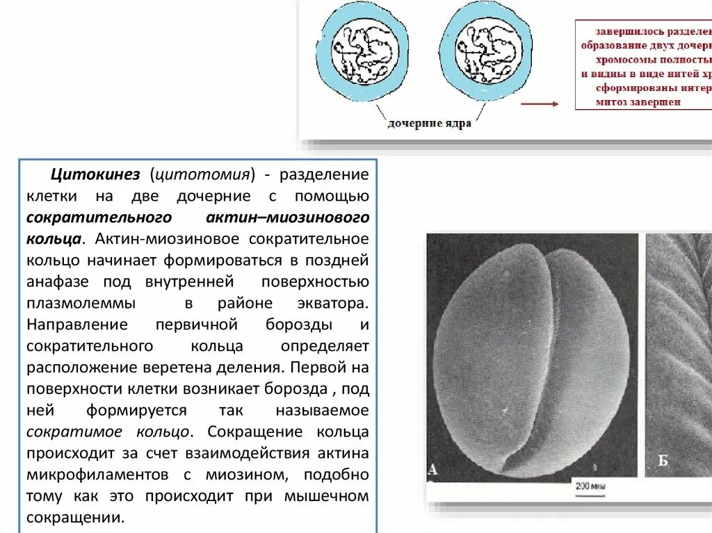Образование двух дочерних ядер. Разделение клетки на две дочерние. цитокинез это деление. разделение клетки на две дочерние происходит на стадии:. цитокинез деление клетки и образование двух дочерних.