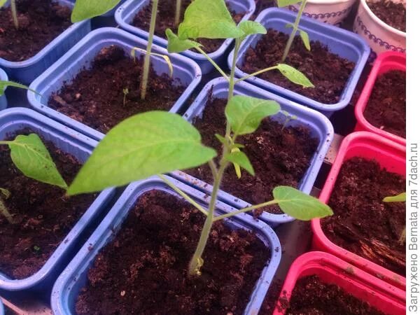 Розовый слон томат рассада. Рассада помидор,перцев,колеусов. Рассада малины. Помидоры микадо рассада. Помидоры розовый гигант рассада.