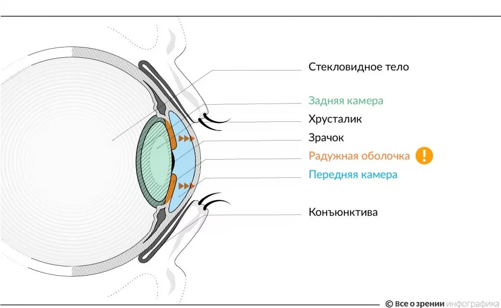 Хрусталик и стекловидное тело. Строение глаза камеры глаза. Глаз стекловидное тело и хрусталик. Строение глаза передняя камера. К оптической системе глаза относятся роговица хрусталик