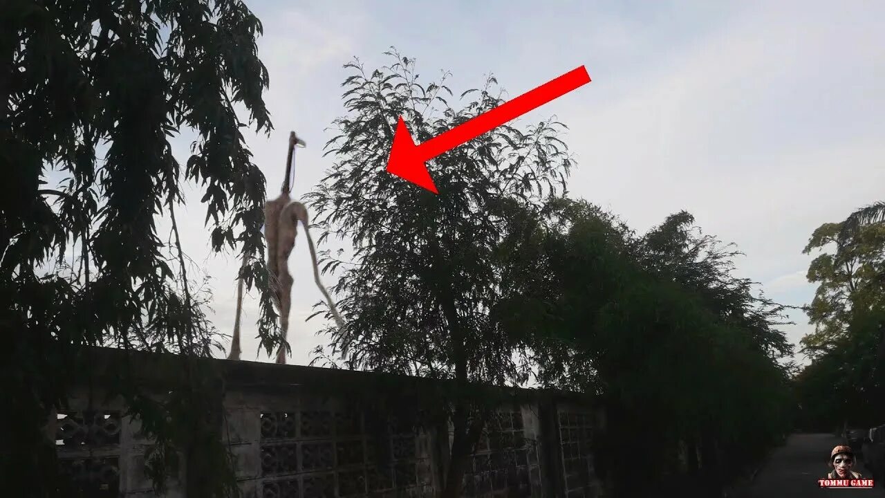 Посье́та залив на карте. Строение висков у человека. Карта залива посьет. Где сейчас находится головой. Фотографии сиреноголового.