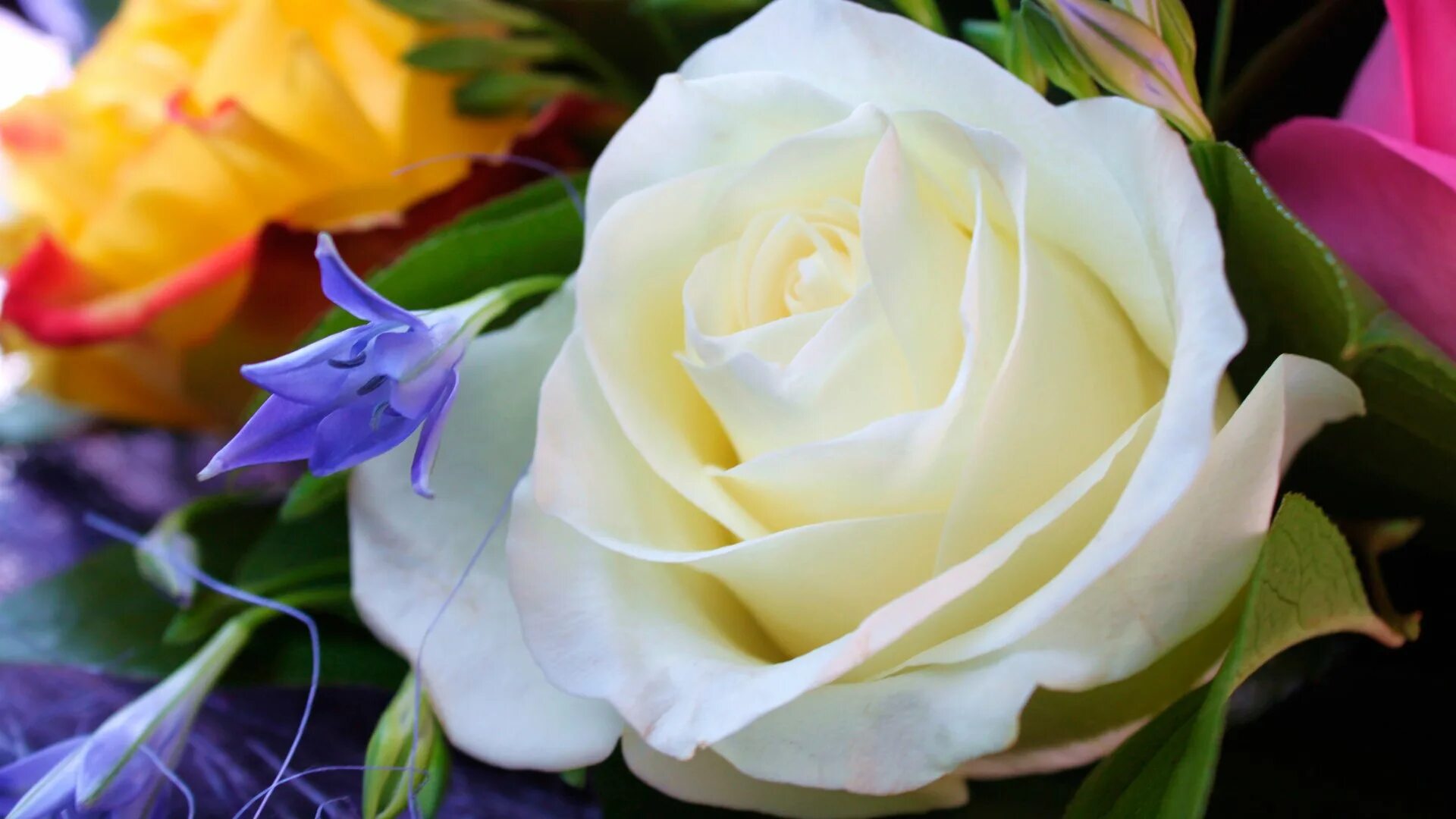 Открытки с белыми розами. Открытки с днем рождения белые розы. Открытка с юбилеем белые розы. С днём рождения женщине белые розы.