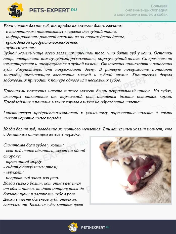 Почему у котов воняет рот. Кошачьи заболевания зубов. Кошка с больными зубами.