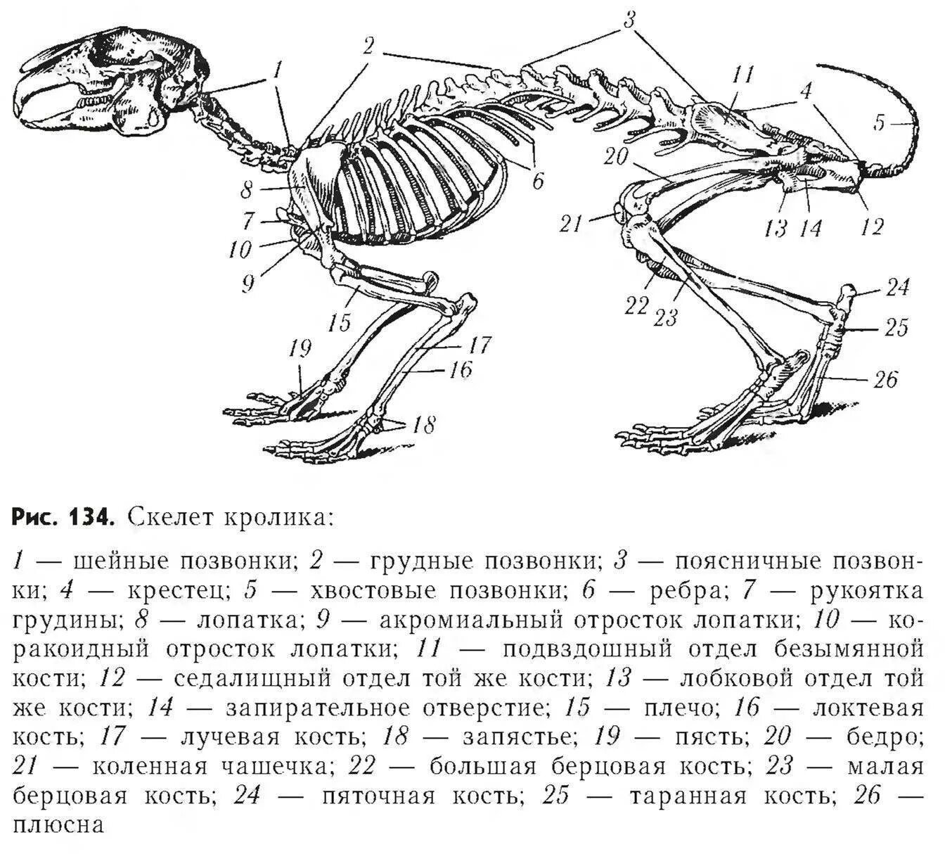 Особенности скелета кролика. Скелет млекопитающих схема кролика. Скелет млекопитающих крыса. Осевой скелет кролика. Строение черепа кролика анатомия.