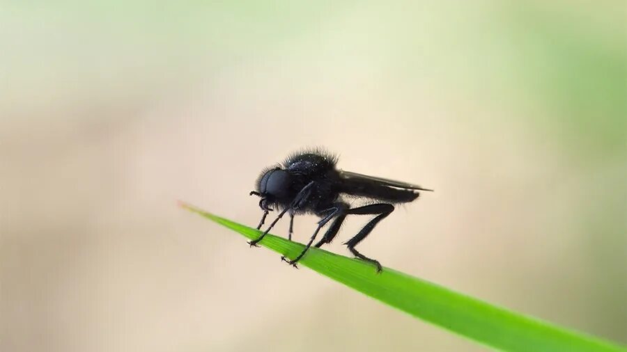 Почему мухи жужжат. Мушка насекомое. Муха жужжала. Насекомое ест мух и комаров. Комар пищит.