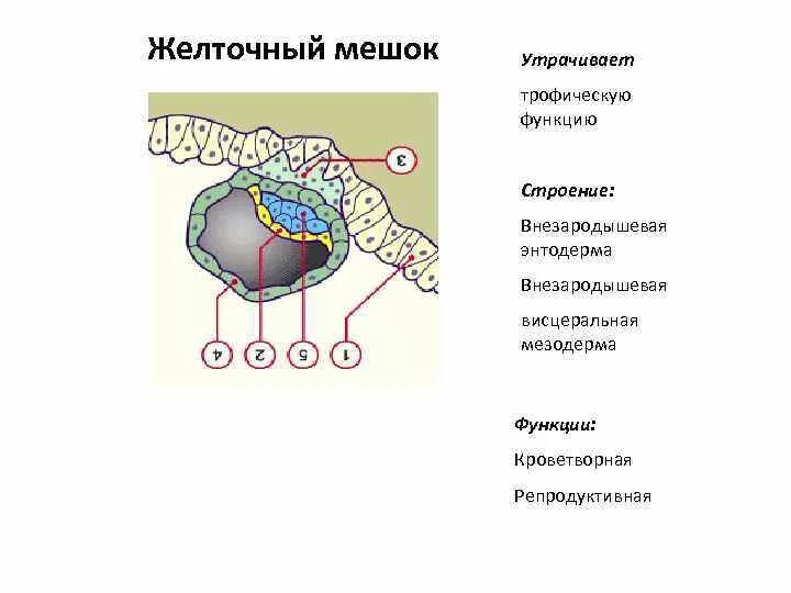Функции желточного мешка у человека. Строение желточного мешка гистология. вторичный желточный мешок гистология. желточный мешок строение. функции желточного мешочка.