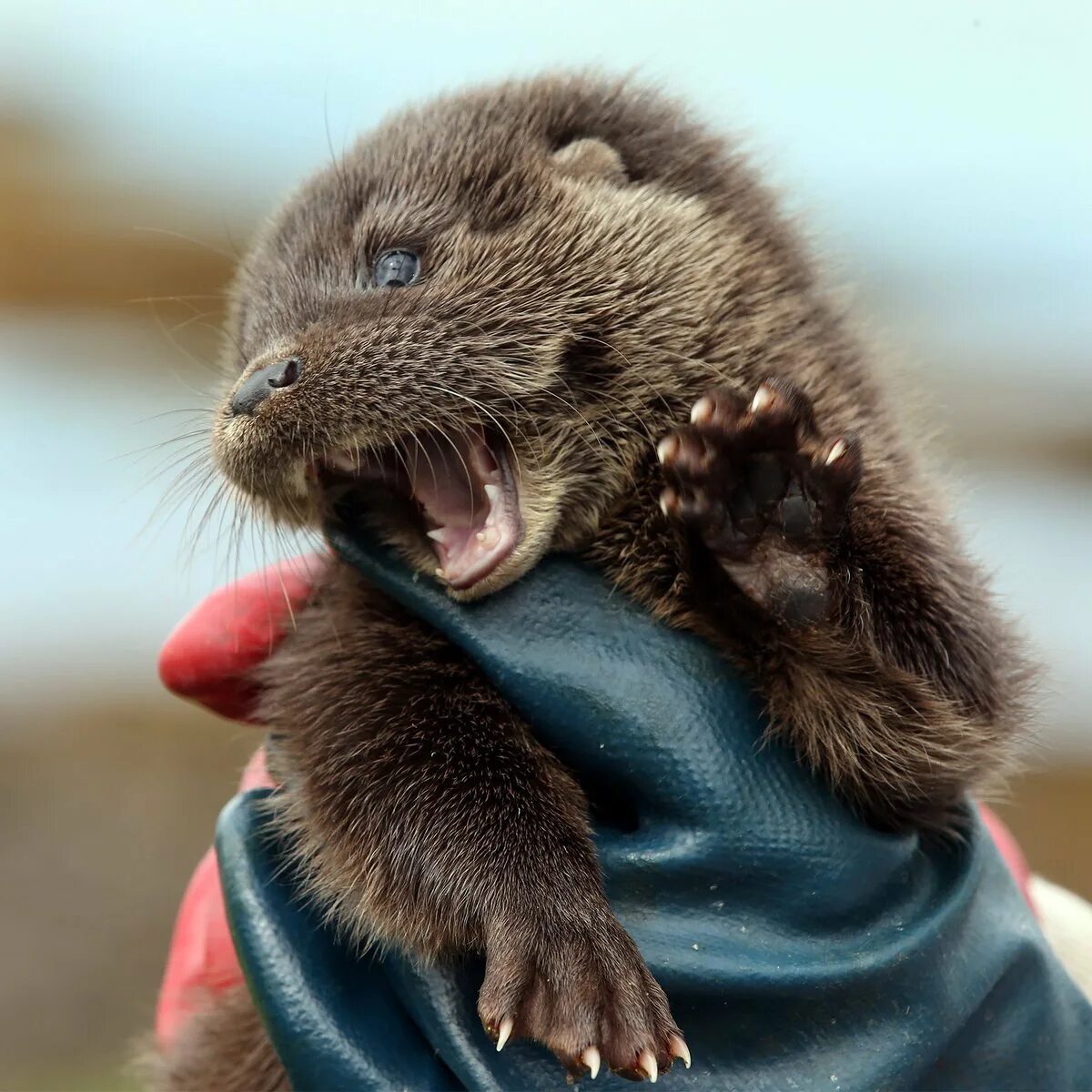 европейская выдра. выдра речная. кавказская выдра. милая выдра. милая выдра.