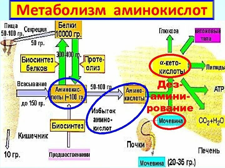 Общие пути метаболизма аминокислот. Общая схема метаболизма аминокислот. Метаболизм аминокислот. Метаболизм аминокислот биохимия. Обменный процесс аминокислот.