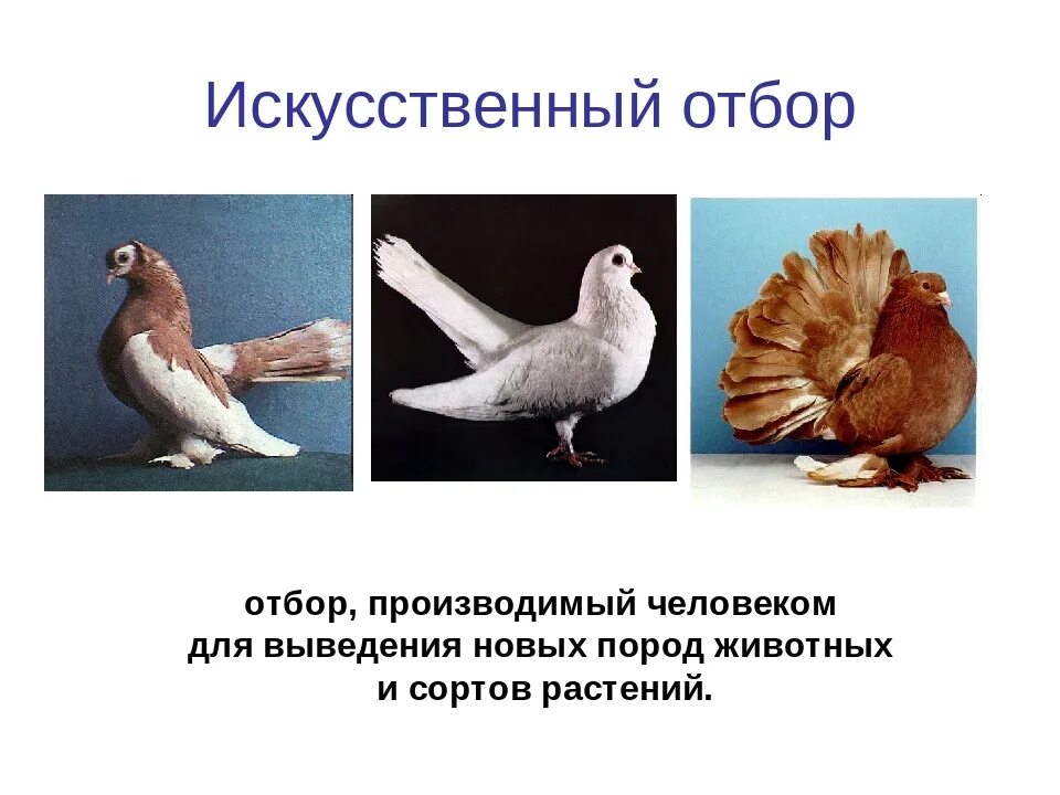 Породы голубей селекция. Искусственный отбор. Искусственный отбор голубей. Искусственный отбор породы голубей.