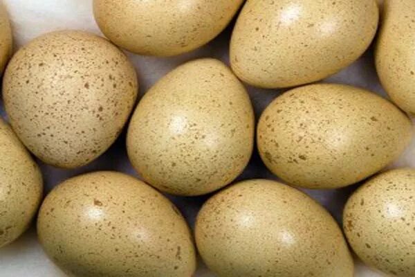 Яйца фазана купить. Яйцо фазана. Яйцо фазана румынского. Яйца фазана фото. Фазаньи яйца фото.