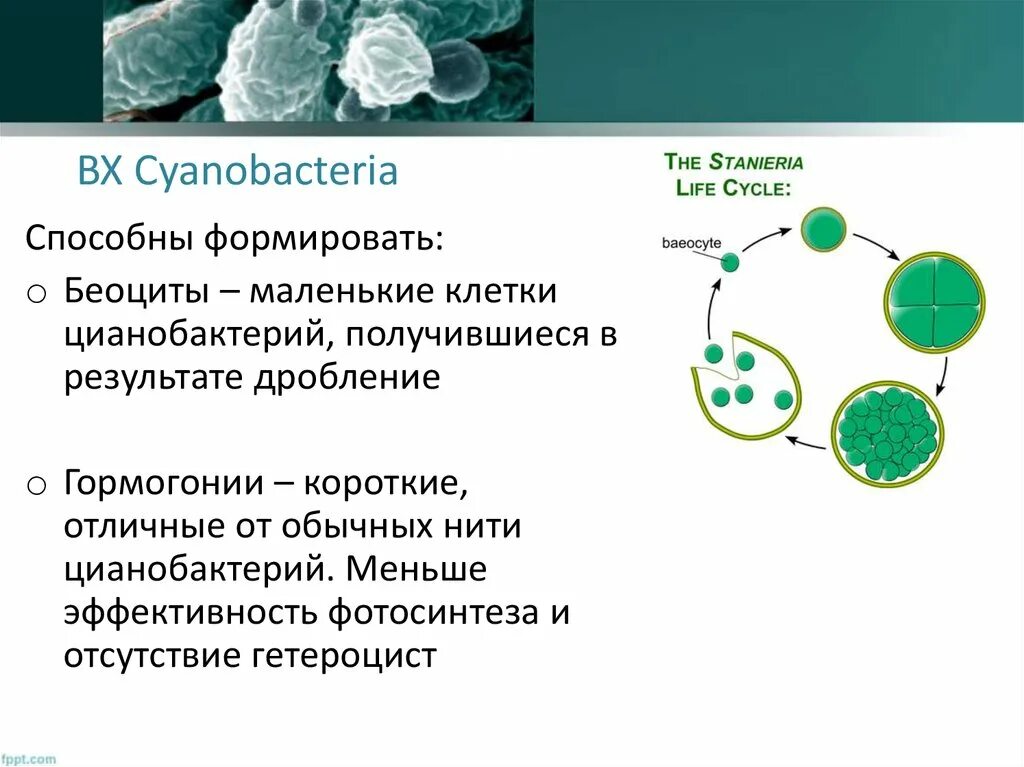 Хлорофиллы цианобактерий. Гормогонии цианобактерий. Цианобактерии строение. Клетки цианобактерий. Гормогонии у водорослей.