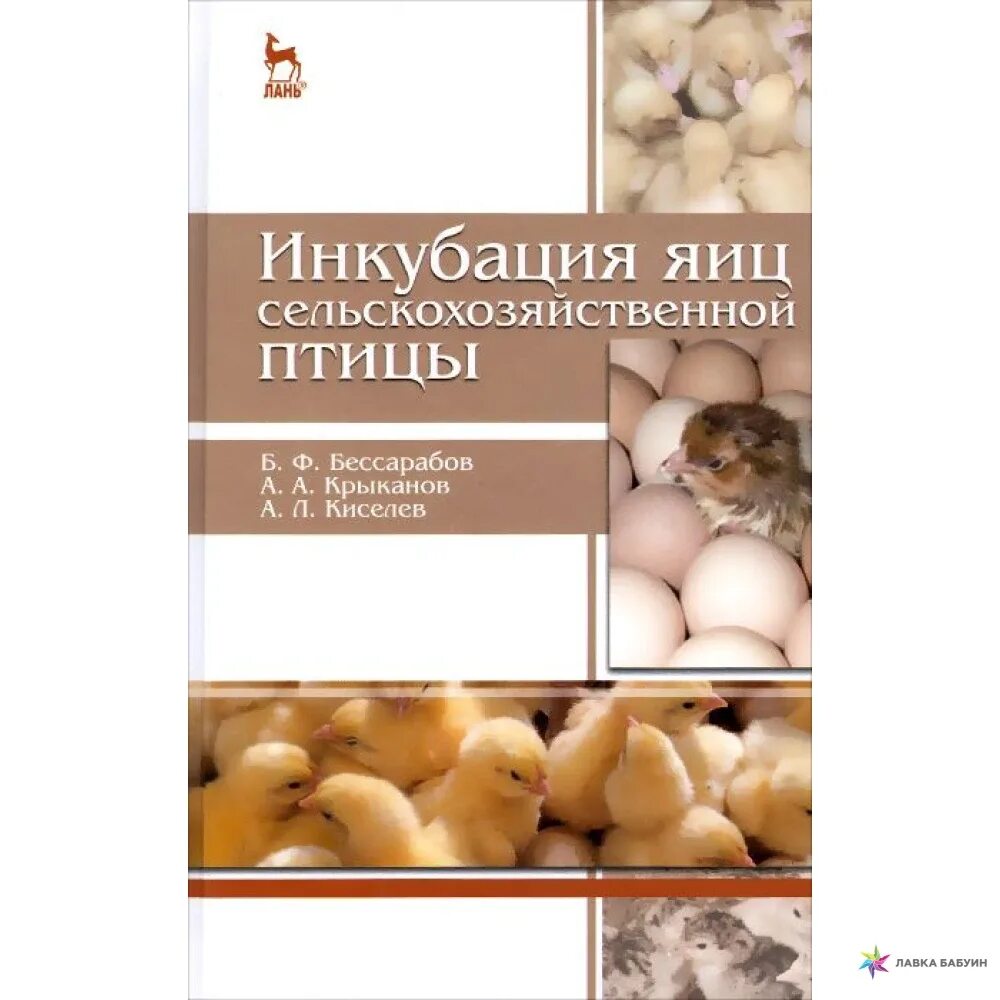Куриный инкубатор. Инкубатор для индюшиных яиц. Инкубация гусиных яиц в инкубаторе несушка 77. Инкубация яиц сельскохозяйственной птицы. Инкубация яиц сельскохозяйственной птицы.