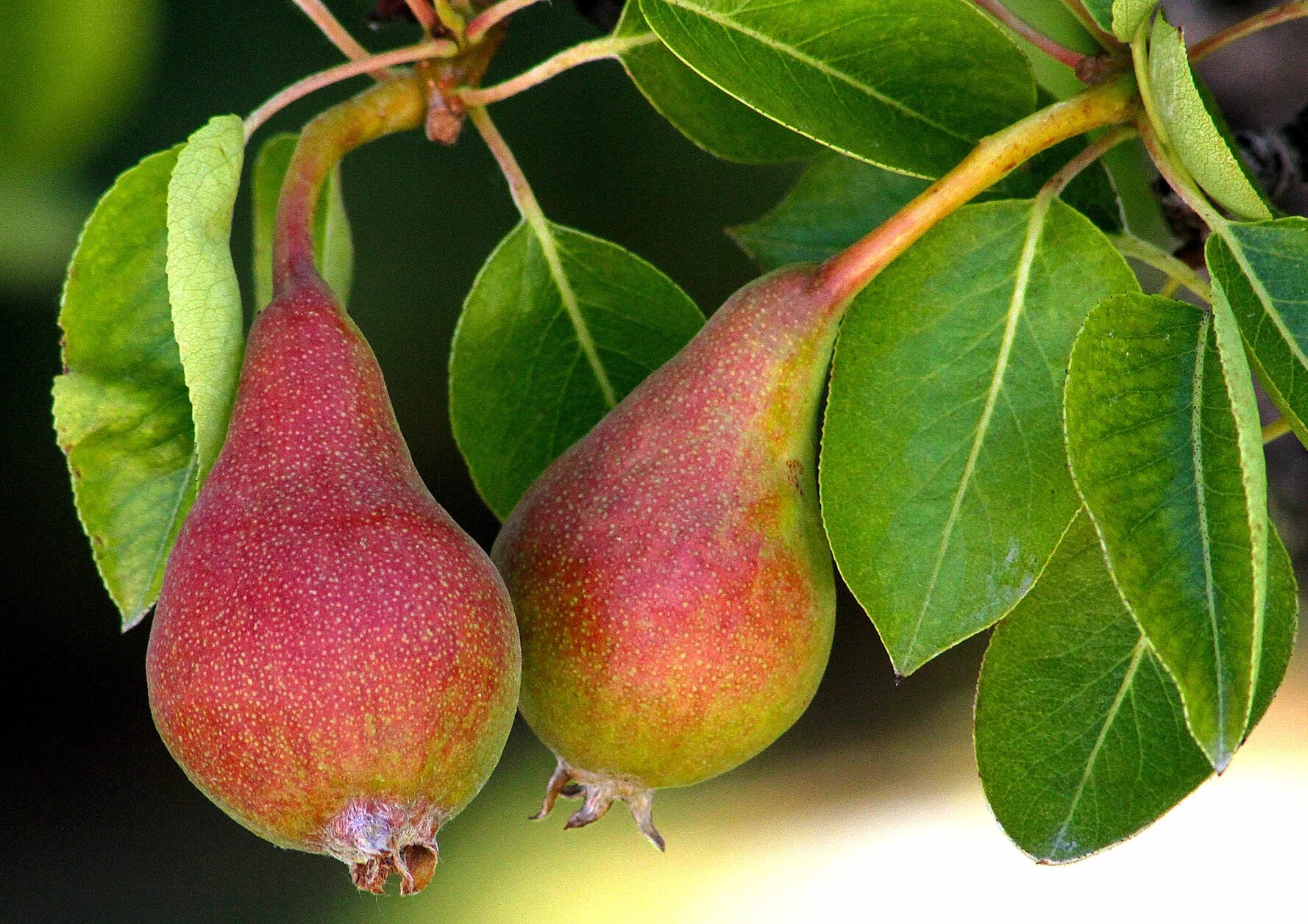 Груша северянка (летний сорт). Груша киффер. Pyrus communis груша. Груша лори. Груша видная.