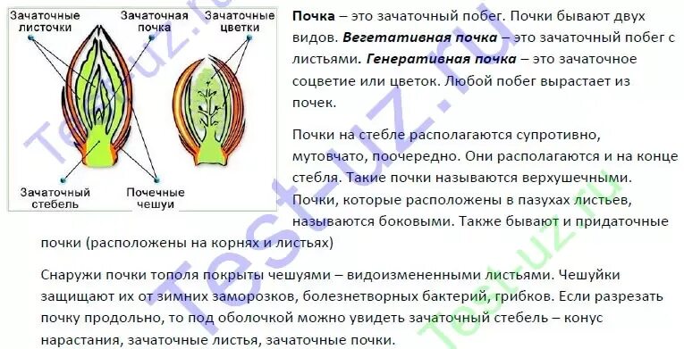 Почему почки называют биологическим фильтром. Строение почки растения. Функции почек растений. Строение почки 5 класс биология. Резервные почки растений у всех?.