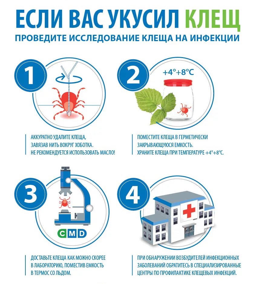Куда вести клеща. Куда вести клеща. Ккаккк выдавитььь кклещща. Место присасывания клеща. Куда сдать клеща на анализ.