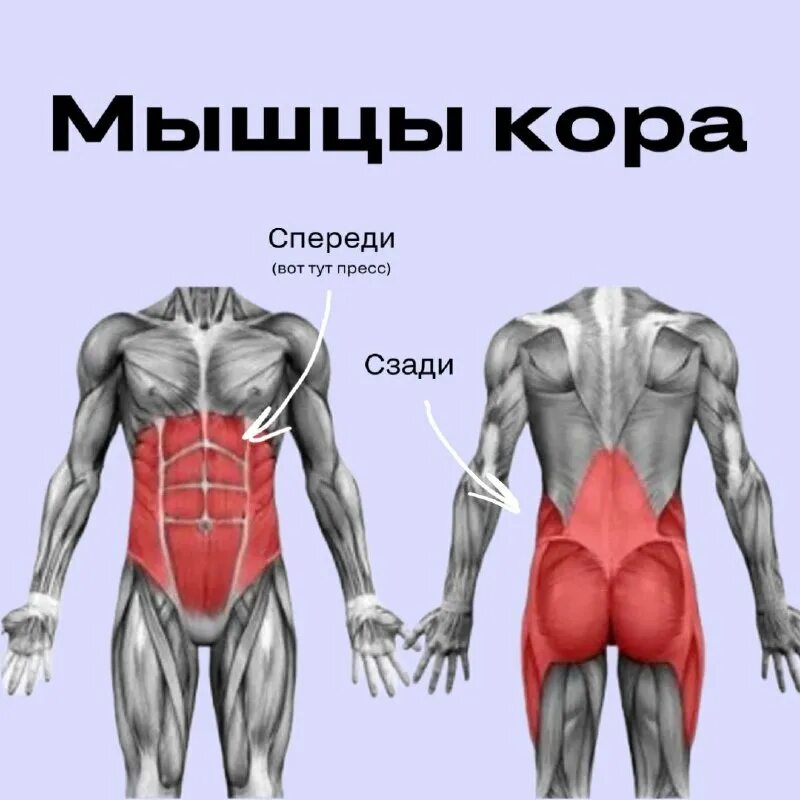 В состав мышцы входит