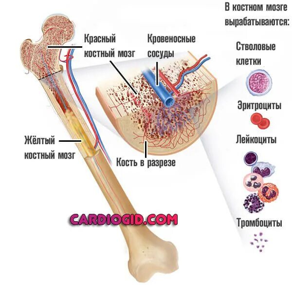 Вред костный мозг. Стволовые клетки красного костного мозга. Строение кости красный костный мозг. Стволовая клетка красного костного мозга. Образование клеток крови в костном мозге.