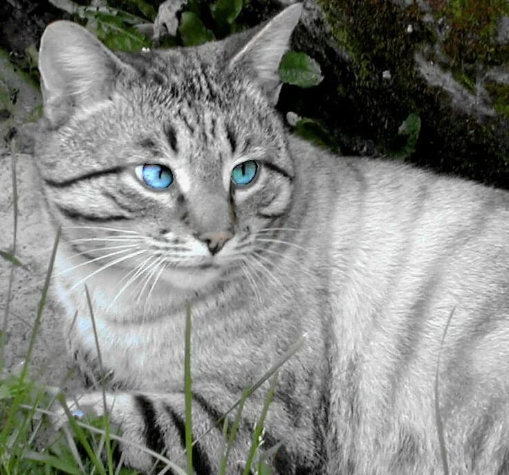 Серо белая полосатая кошка. Кошка полосатая серая белая. Кошка полосатая серая белая. Порода кошек охос азулес. Белый кот с серыми полосками.