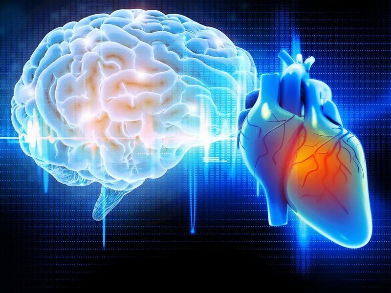 Heart and brain. Мозг и сердце. Сердце и головной мозг. Сердце и мозг человека. Человеческое сердце и мозг.