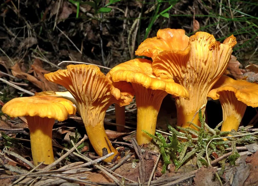 Cantharellus cibarius (Лисичка обыкновенная). Cantharellus cibarius – Лисичка настоящая. Лисичка желтая (Cantharellus cibarius). Грибы лисички, опята.