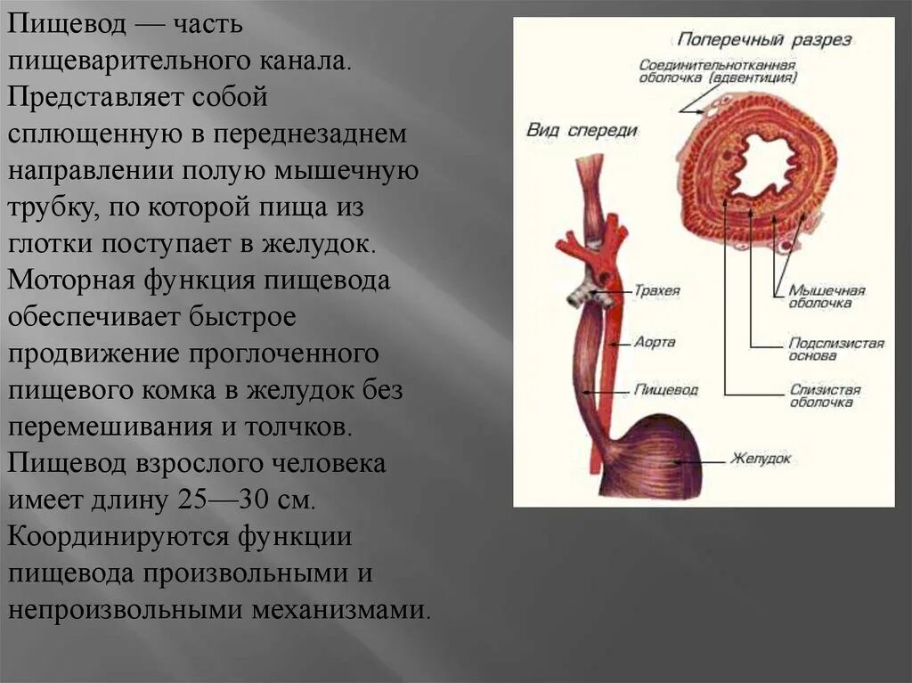 Функции пищевода анатомия. Всасывательная функция пищевода. Пищеварительная система пищевод желудок. Пищеварительная система анатомия пищевод. Строение пищевода и желудка