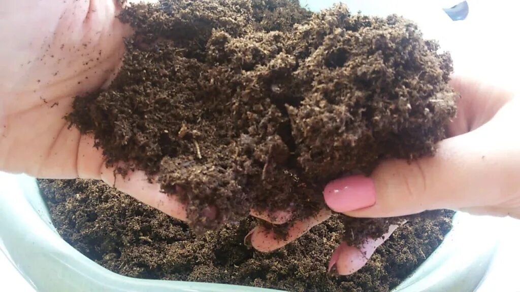 Черенки винограда в кокосовом субстрате. Субстрат укоренения. Субстрат укоренения. Инжир отросток. Торф для черенкования.